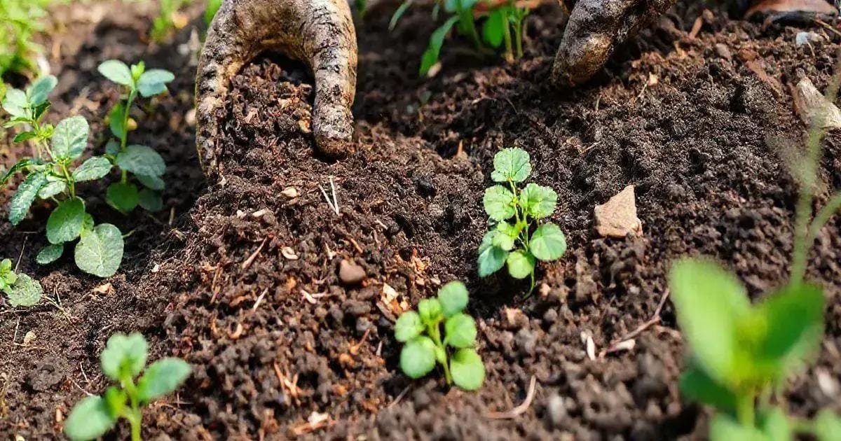 Adubação Orgânica: Nutrindo o Jardim de Forma Sustentável