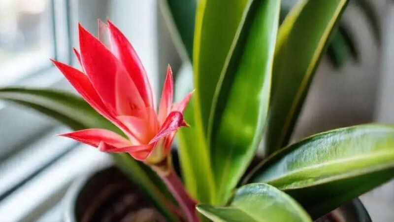 Cultivo de Bromélias: Beleza Tropical Dentro de Casa