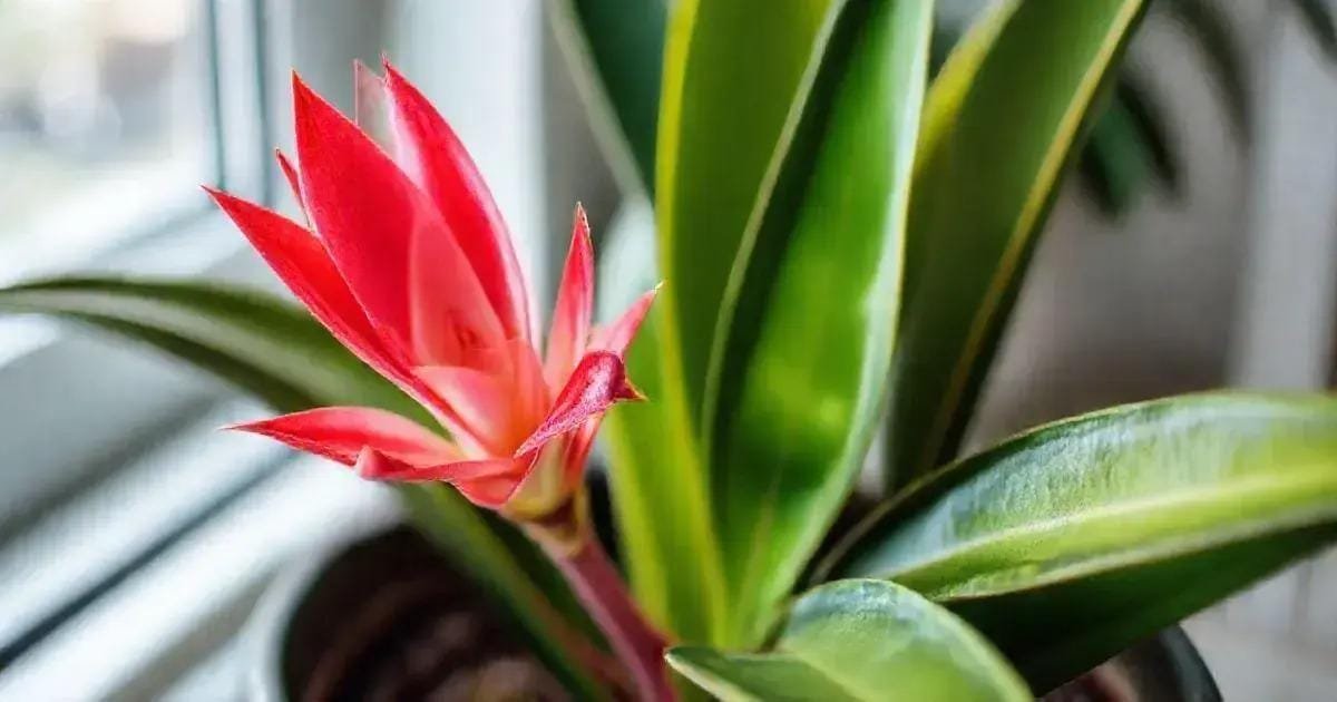 Cultivo de Bromélias: Beleza Tropical Dentro de Casa