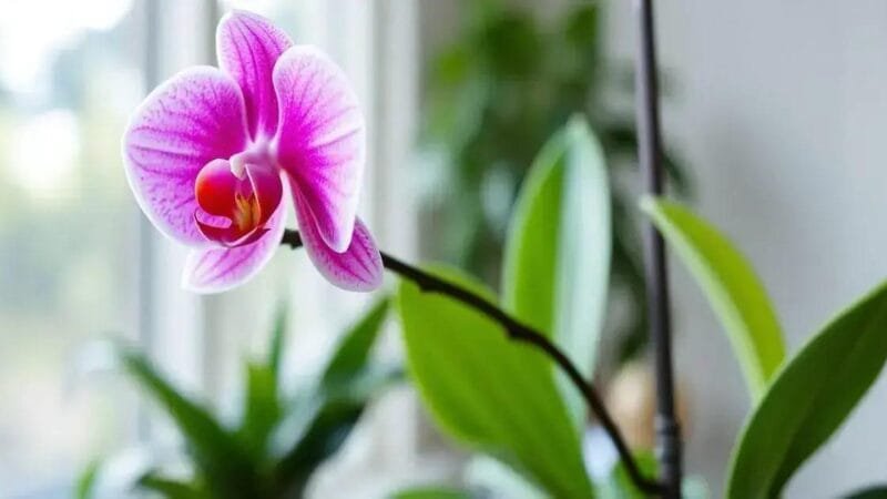 Cultivo de Orquídeas: Segredos para Florescer o Ano Todo
