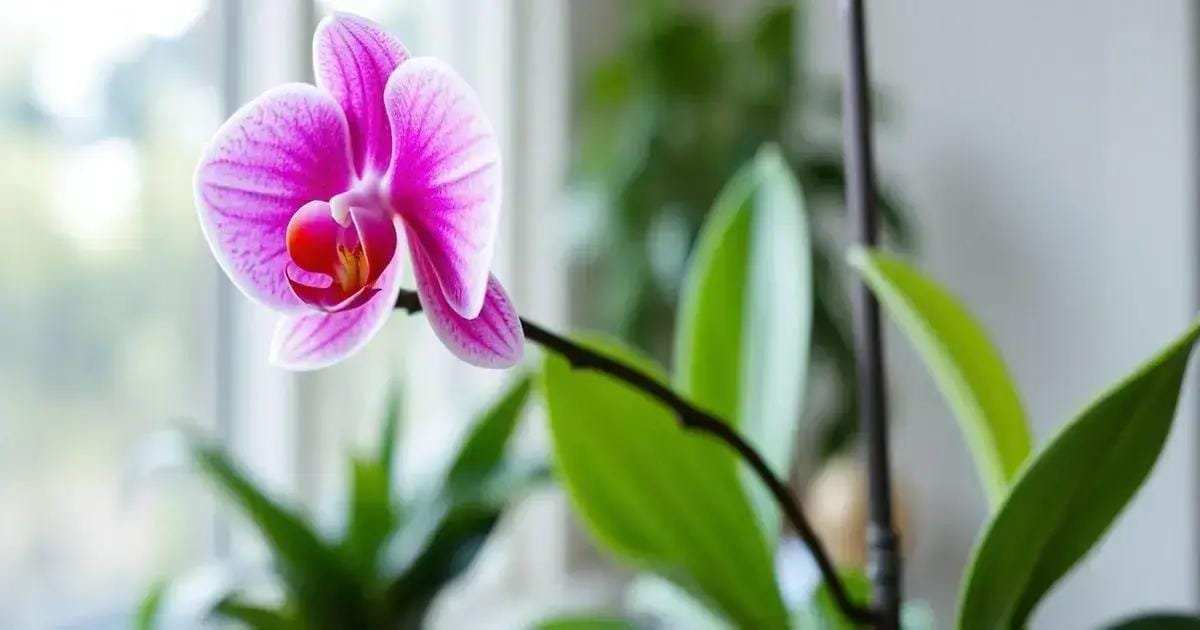 Cultivo de Orquídeas: Segredos para Florescer o Ano Todo