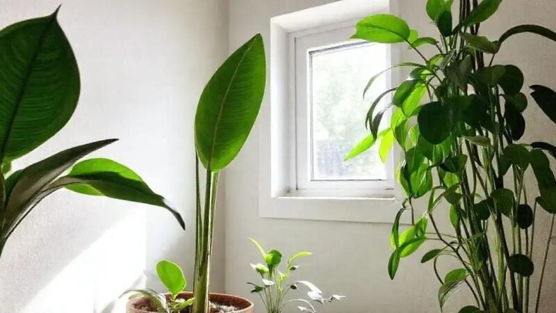 Plantas de Sombra: Opções para Ambientes com Pouca Luminosidade