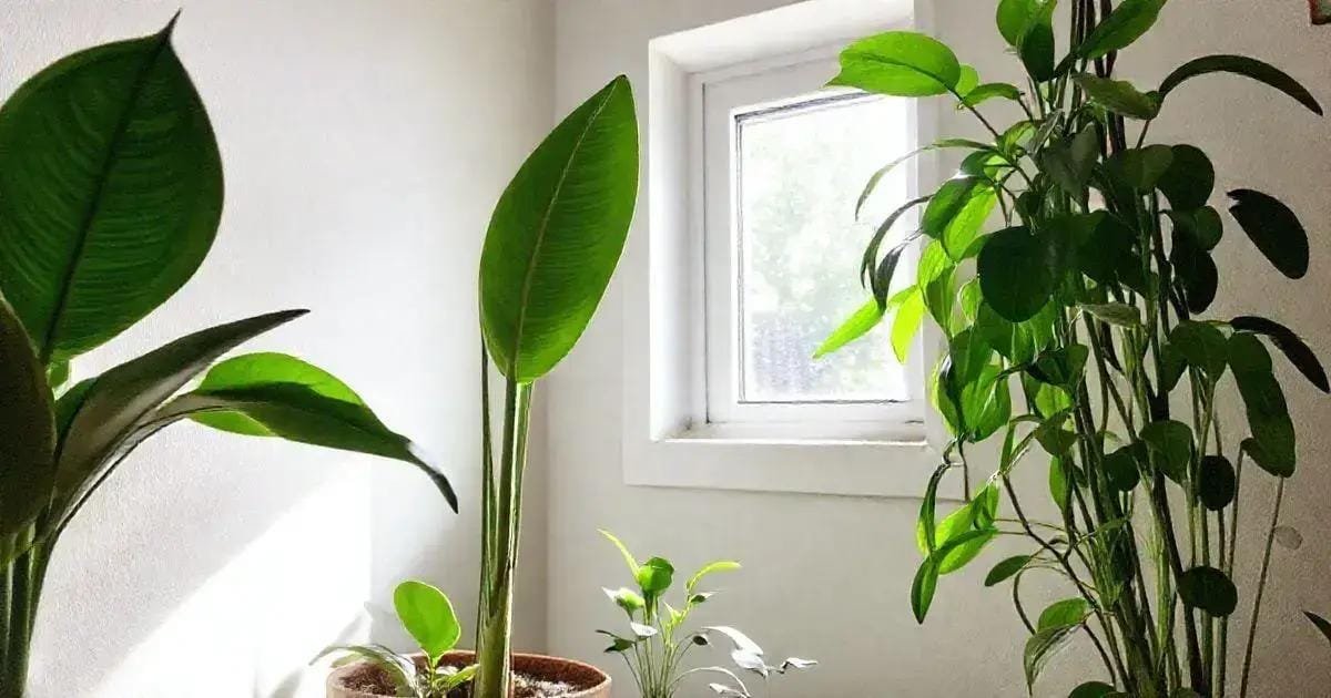 Plantas de Sombra: Opções para Ambientes com Pouca Luminosidade